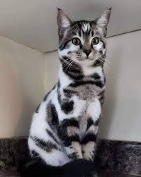 A cute cat